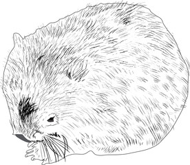 wombat outline isolated on white