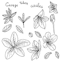 Azalea icons set in hand drawn style.