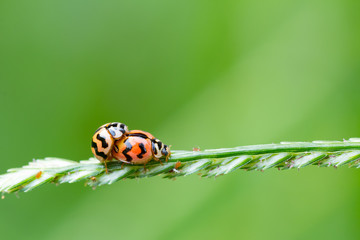 Natural background love making ladybugs couple on green background. Valentine background.