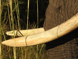 Close up of long african elephant tusks - Symbol for the endangered animals who are hunted because of the ivory