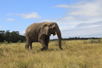 Fototapeta na wymiar Wild big african elephant walking on the grass in Botswana