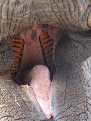 Open mouth of an african elephant - visable teeth and tongue because of a liftet trunk