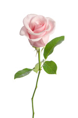single pink rose isolated on white background