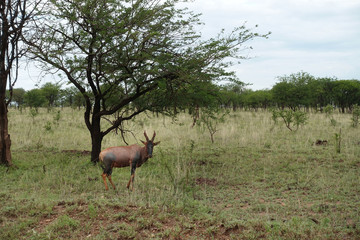 Naklejka na ściany i meble Topi (Leierantilope) in der Serengeti, Tansania