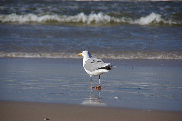 Young seagull walking