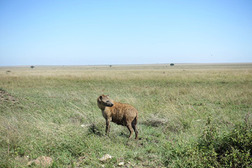 Hyäne in der Serengeti, Tansania