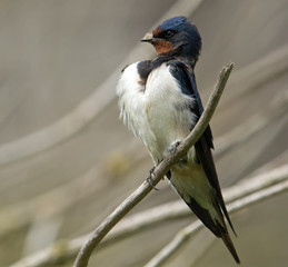 That's what you call a cleavage