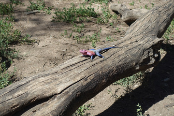 Regenbogeneidechse in der Serengeti, Tansania