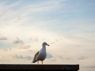 Seagull perched on roof of building