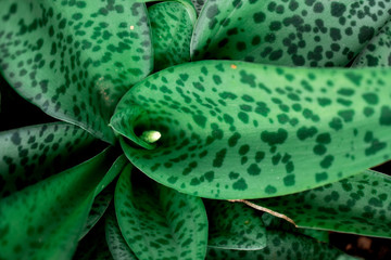 Closeup Green leaf nature for background . Creative made of green tree leaves.