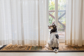 縁側で窓の外を見る愛犬