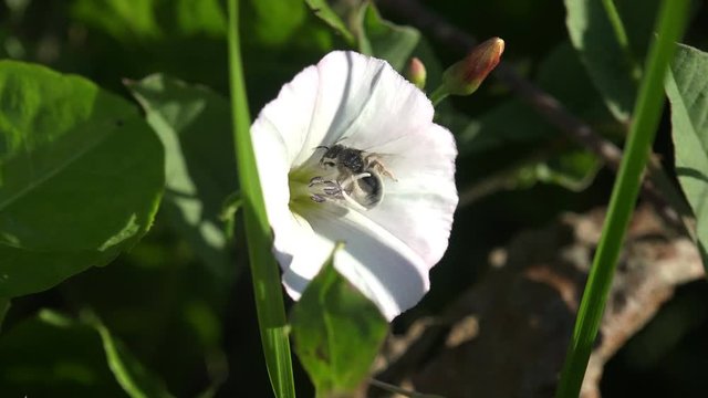 Insect Bee all in white pollen in flower white bell quickly moves, flower Convolvulus arvensis, macro