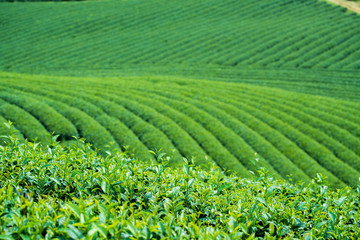 Fototapeta na wymiar Tea Plantation in Moc Chau village, Vietnam