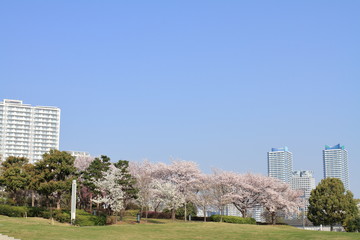 臨港パークの桜と横浜みなとみらい21の高層マンション群