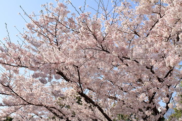 青空と桜