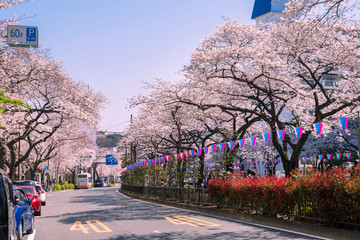 文京区 播磨坂の桜並木