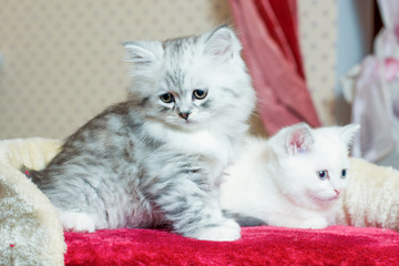gray and white kitten sitting and posing