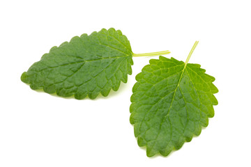 Mint leaf close up on a white background.