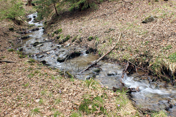 The forest stream