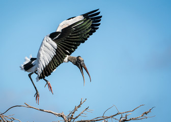 Wood Stork