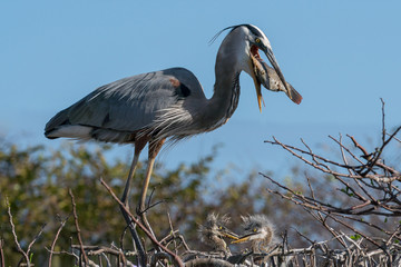 Heron Feeding Fish