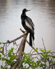 Anhinga