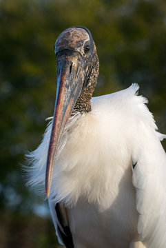 Portrait of Wood Stork