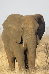 Fototapeta na wymiar Elephant in Kruger National Park, South Africa