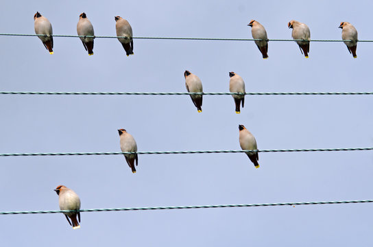 Waxwing Music