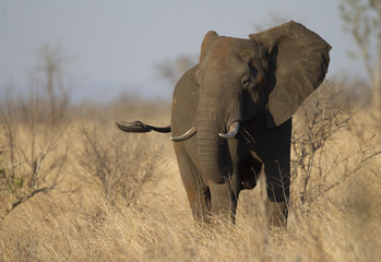 Elephant in Kruger National Park, South Africa