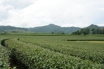 Fototapeta na wymiar Tea plantation, north Thailand
