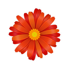 Bright colourful red gerbera flower on white