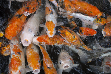 Japanese carps