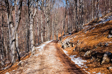 country road in the middle of beech forest in autumn