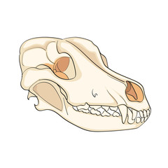 Object on white background skull dog sideways. Color background vector