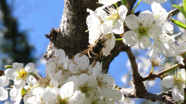 Wasp on plum tree blossoms in spring