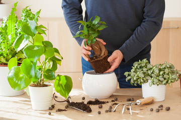 gardening, planting at home. man relocating ficus houseplant