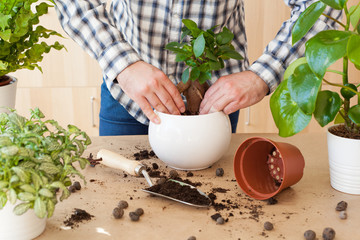 gardening, planting at home. man relocating ficus houseplant