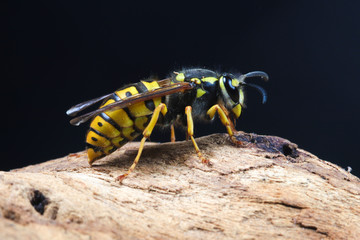 Closeup of dangerous and  poisonous Vespula germanica wasp