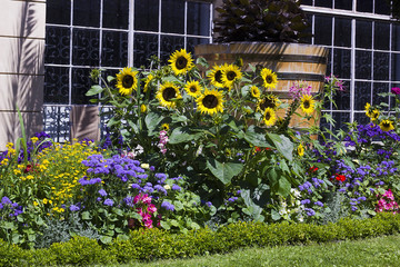 Flowerbed different flowers in garden