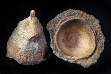 ishpingo or Ecuadorian cinnamon tree flower closeup