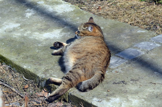 Pregnant cat resting, cat with a big belly lying on the concrete.