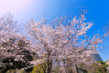 Naklejka premium 桜咲く日比谷公園