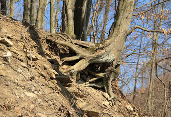 tree with revealed roots holding on the steep slope