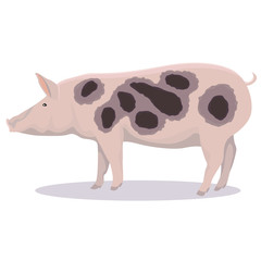 Pietrain pig cartoon