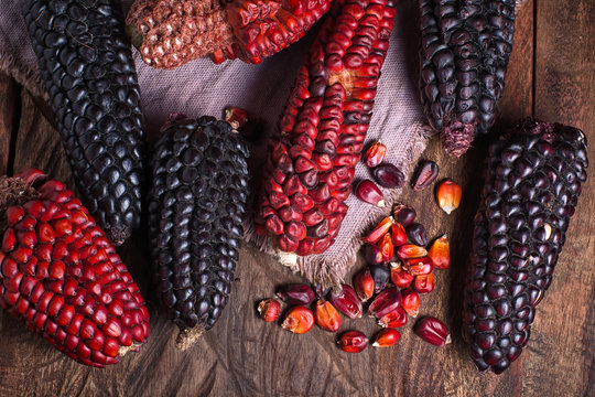 red and black heirloom corn cobs from Ecuador