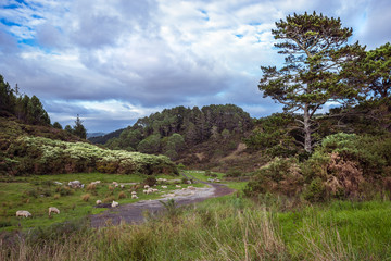 Fototapeta na wymiar Coromandel, Neuseeland