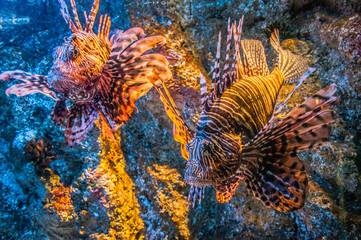 Zwei Feuerfische im farbigen Licht