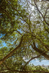 Fototapeta premium Mtarfa Ficus Tree