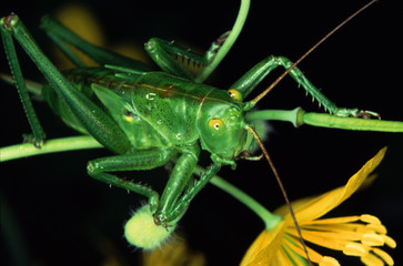 tête d'une grande sauterelle verte